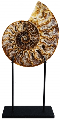 Аммонит Cleoniceras sp.