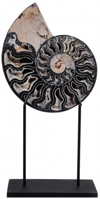 Аммонит Cleoniceras sp.