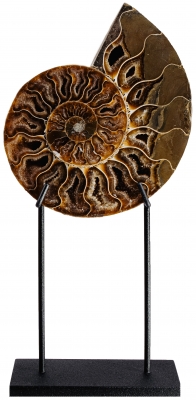 Аммонит Cleoniceras sp.