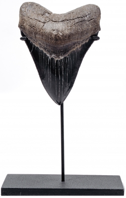 Зуб мегалодона 10,2 см коллекционного качества