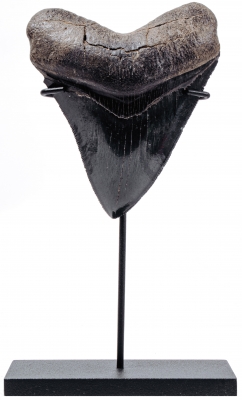Зуб мегалодона 10,2 см коллекционного качества