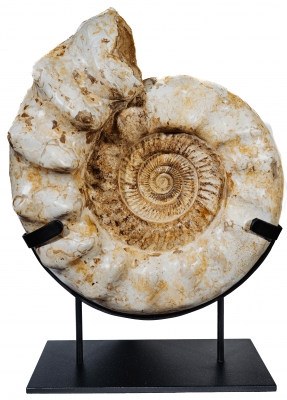 Аммонит Kranaosphinctes sp