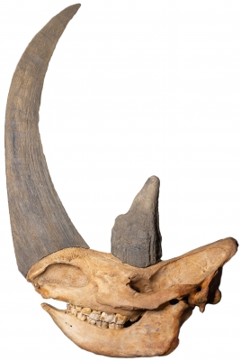 Череп шерстистого носорога Сoelodonta antiquitatis