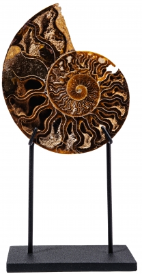 Аммонит Cleoniceras sp.