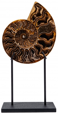 Аммонит Cleoniceras sp.