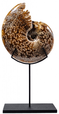 Аммонит Cleoniceras sp.