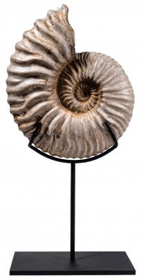 Аммонит Deshayesites sp.