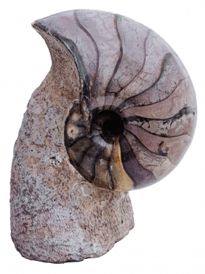 Наутилус Cymatoceras sp.