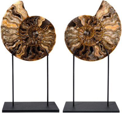 Аммониты Cleoniceras sp.