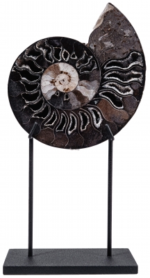 Аммонит Cleoniceras sp.