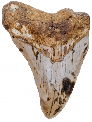 Зуб мегалодона 10 см