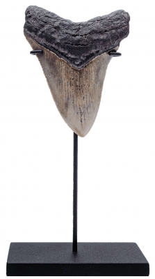Зуб мегалодона 10,2 см