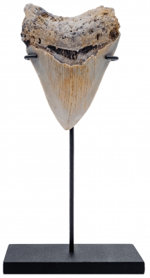 Зуб мегалодона 9,3 см