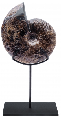 Аммонит Craspedodiscus discofalcatus