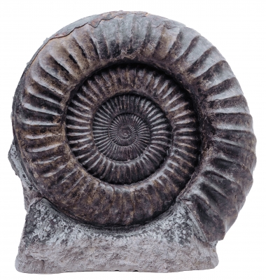 Аммонит Arietites bucklandi