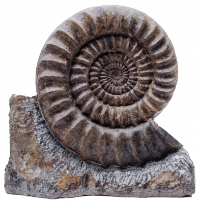 Аммонит Arietites bucklandi