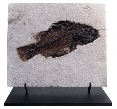 Рыба Priscacara serrata