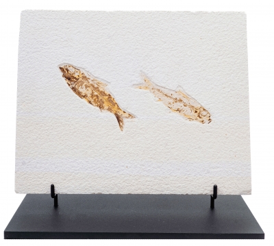 Рыбы Knightia sp.