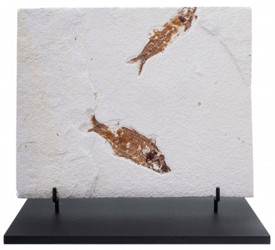 Рыбы Knightia sp.