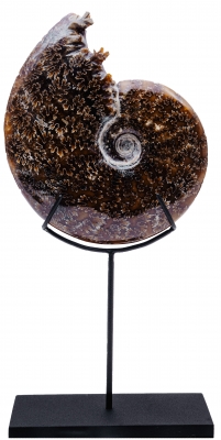 Аммонит Cleoniceras sp.