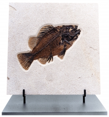 Рыба Priscacara serrata