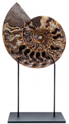 Аммонит Cleoniceras sp.