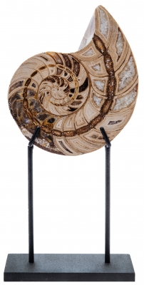 Наутилус Cymatoceras sp.