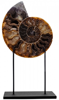 Аммонит Cleoniceras sp.