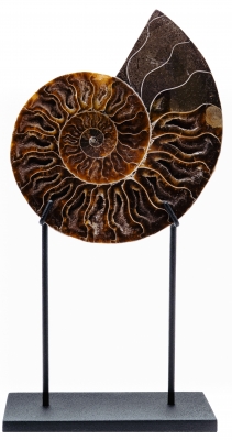 Аммонит Cleoniceras sp.