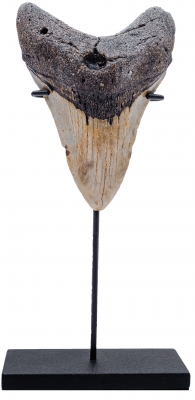 Зуб мегалодона 11 см