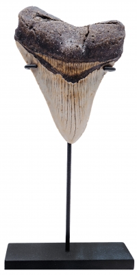 Зуб мегалодона 10,6 см