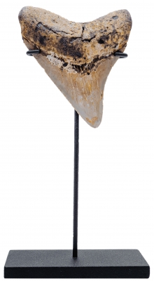 Зуб мегалодона 9,1 см