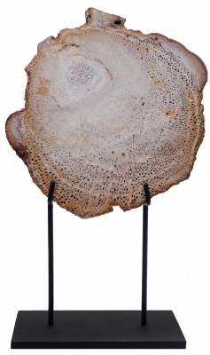 Древовидный папоротник Tietea singularis 