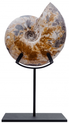 Аммонит Cleoniceras sp.