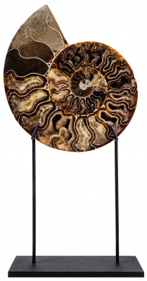 Аммонит Cleoniceras sp.