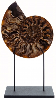 Аммонит Cleoniceras sp.