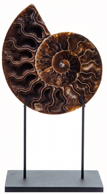 Аммонит Cleoniceras sp.