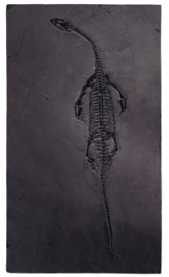 Кейхозавр Keichousaurus hui