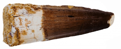 Зуб спинозавра