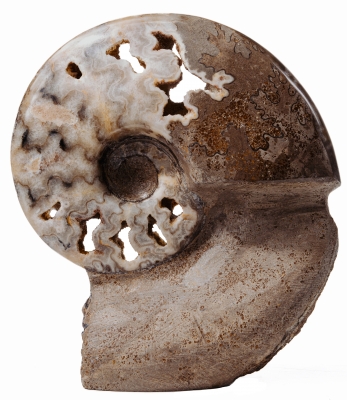 Аммонит Shloenbacchia sp.