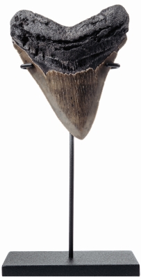 Зуб мегалодона 10,3 см