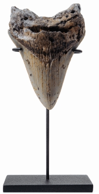 Зуб мегалодона 10,6 см