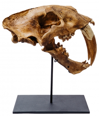 Реплика черепа саблезубой кошки Smilodon fatalis