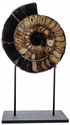 Аммонит Speetoniceras versicolor