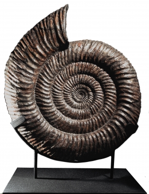 Аммонит Speetoniceras versicolor