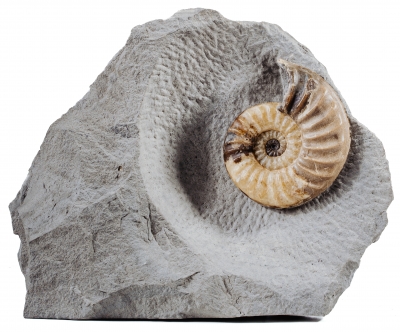 Аммонит Asterosceras obtusum