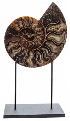Аммонит Cleoniceras sp.