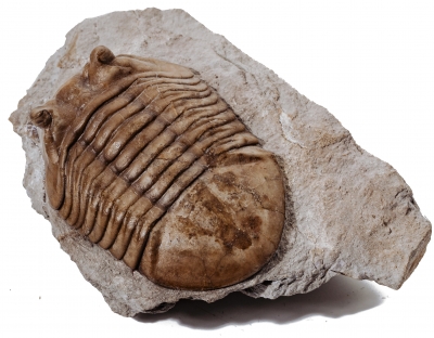 Трилобит Asaphus cornutus