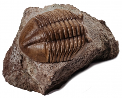 Трилобит Asaphus lepidurus 