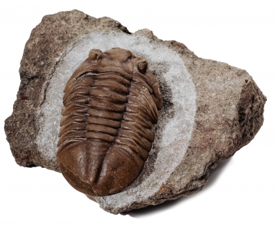 Трилобит Asaphus ingrianus